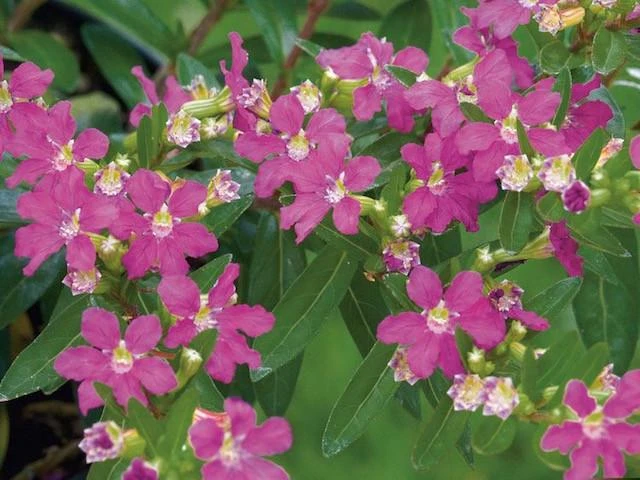 Cuphea Hyssopifolia Jocelyns Pink - Image 2