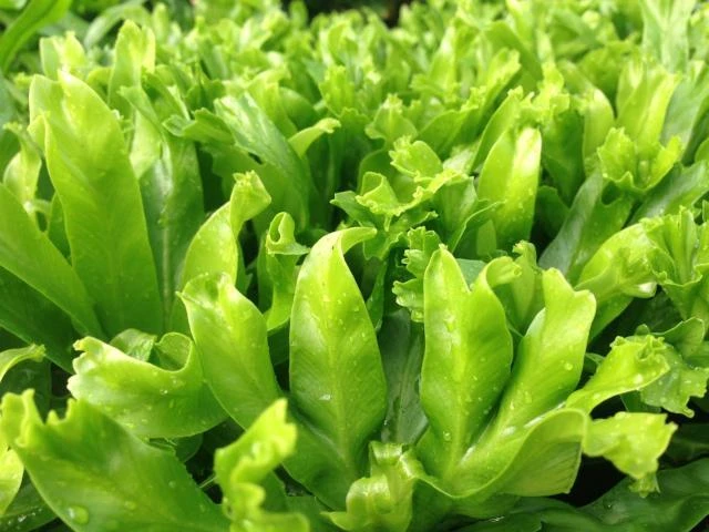 Asplenium Antiquum Leslie - Image 5