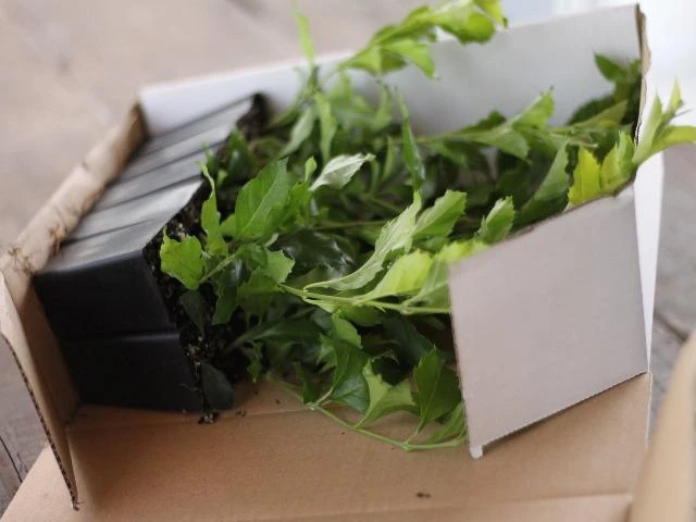 Duranta Repens 'Geisha Girl' - Image 3