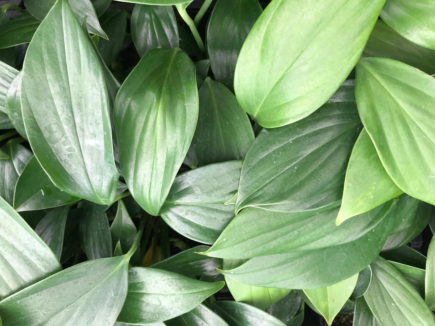 Rhaphidophora Decursiva - Image 2