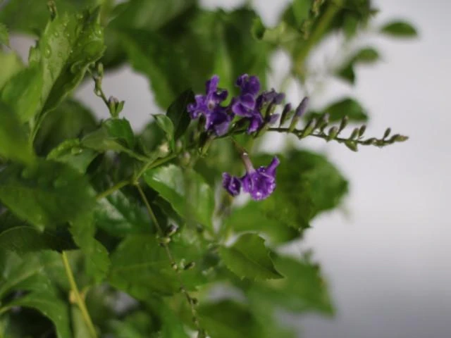 Duranta Repens 'Geisha Girl' - Image 2
