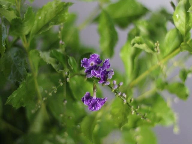 Duranta Repens 'Geisha Girl' - Image 7