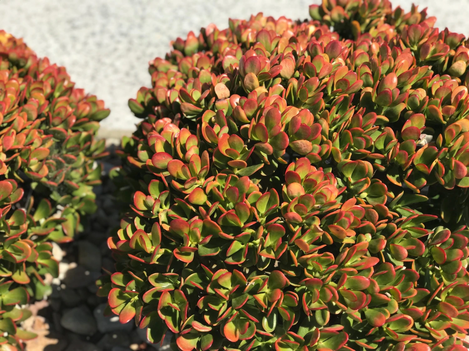 Crassula Ovata Red Edge - Image 5