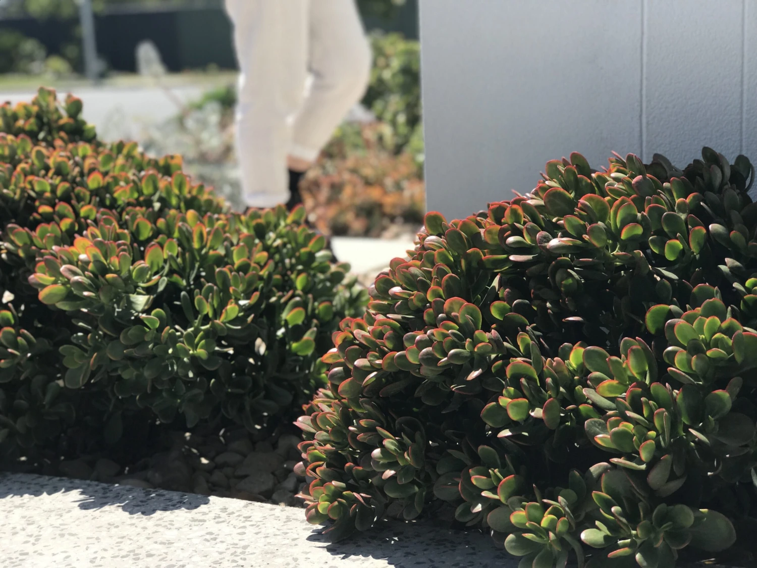 Crassula Ovata Red Edge - Image 4