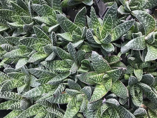 Gasteria Royal Wolfgang - Image 4