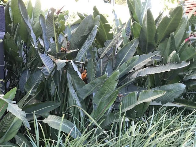 Strelitzia Reginae "Bird Of Paradise" - Image 5