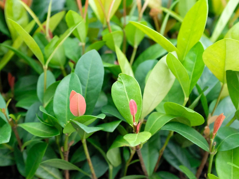 Ixora Coral Malay - Image 5
