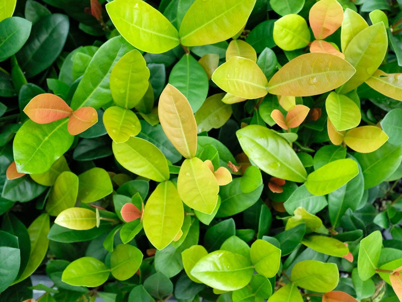 Ixora Coral Malay - Image 3