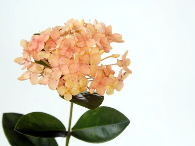 Ixora Gold Fire - Image 2
