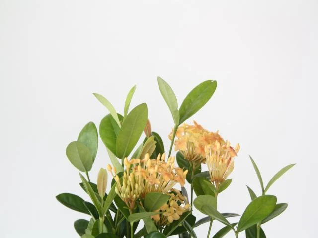 Ixora Gold Fire