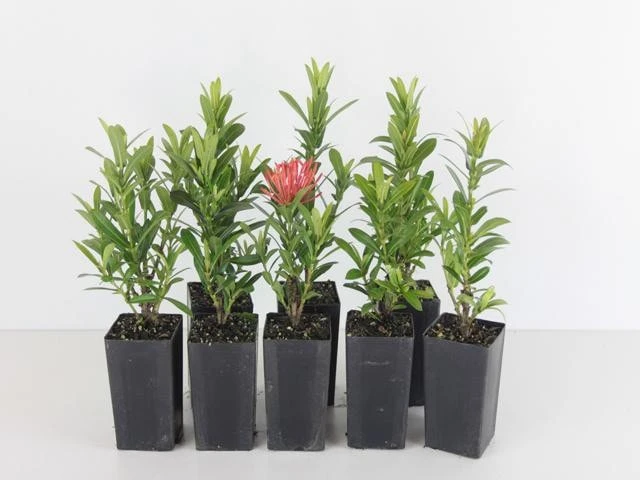 Ixora Sunkist Orange