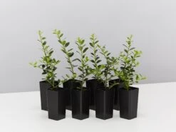 Japanese Holly Upright (Ilex Crenata Schwoebel)