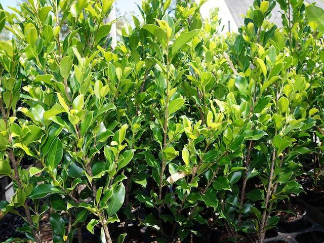 Ficus Emerald - Image 3