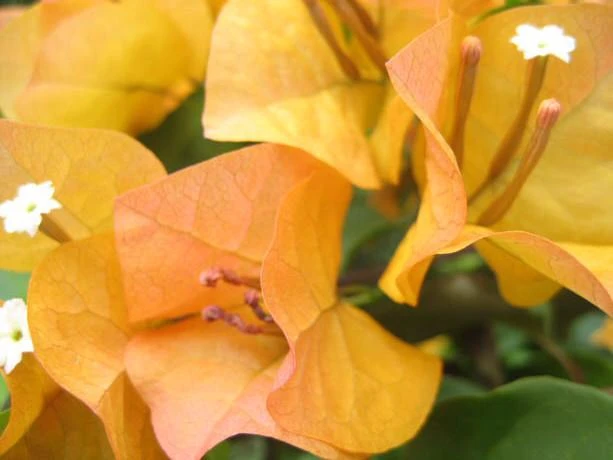 Bougainvillea Inca Gold - Image 2
