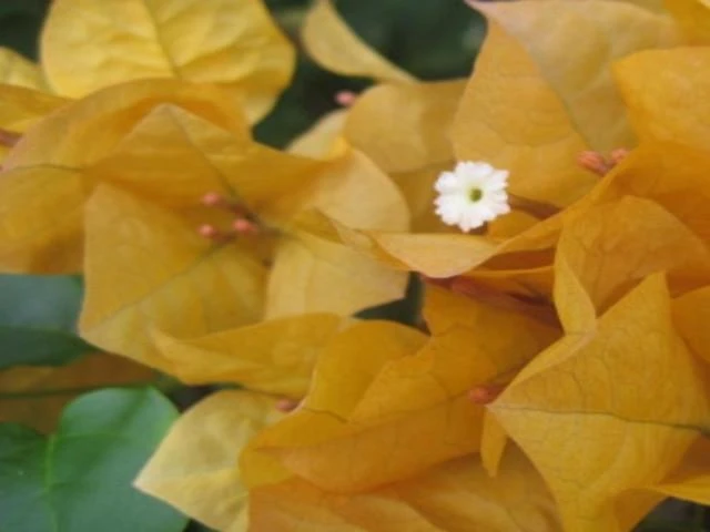 Bougainvillea Inca Gold - Image 4