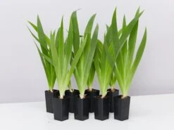 Iris Reticulata Dwarf Blue