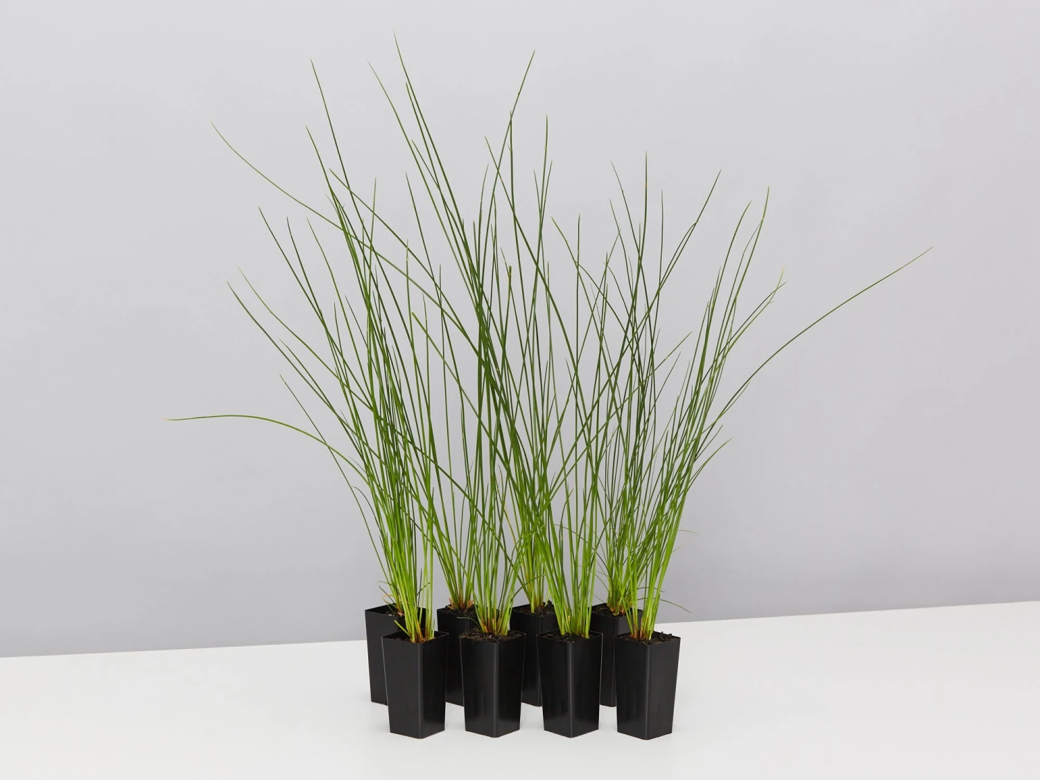 Isolepis (Ficinia) Nodosa