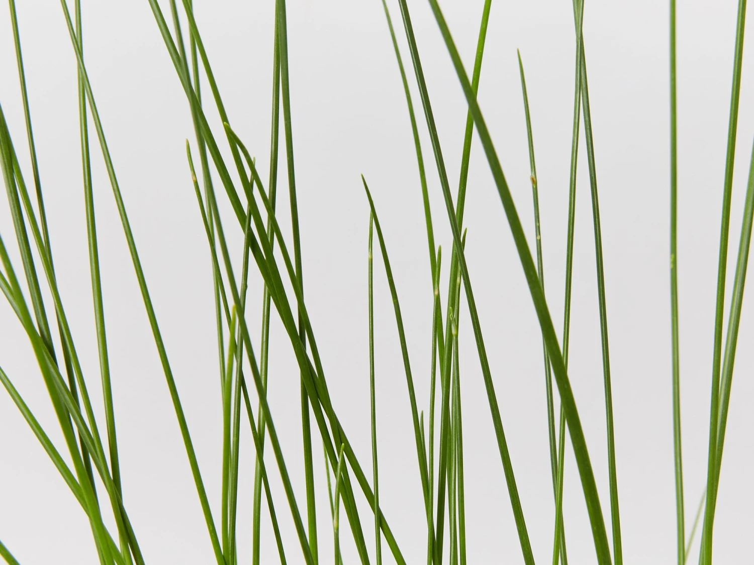 Isolepis (Ficinia) Nodosa - Image 2