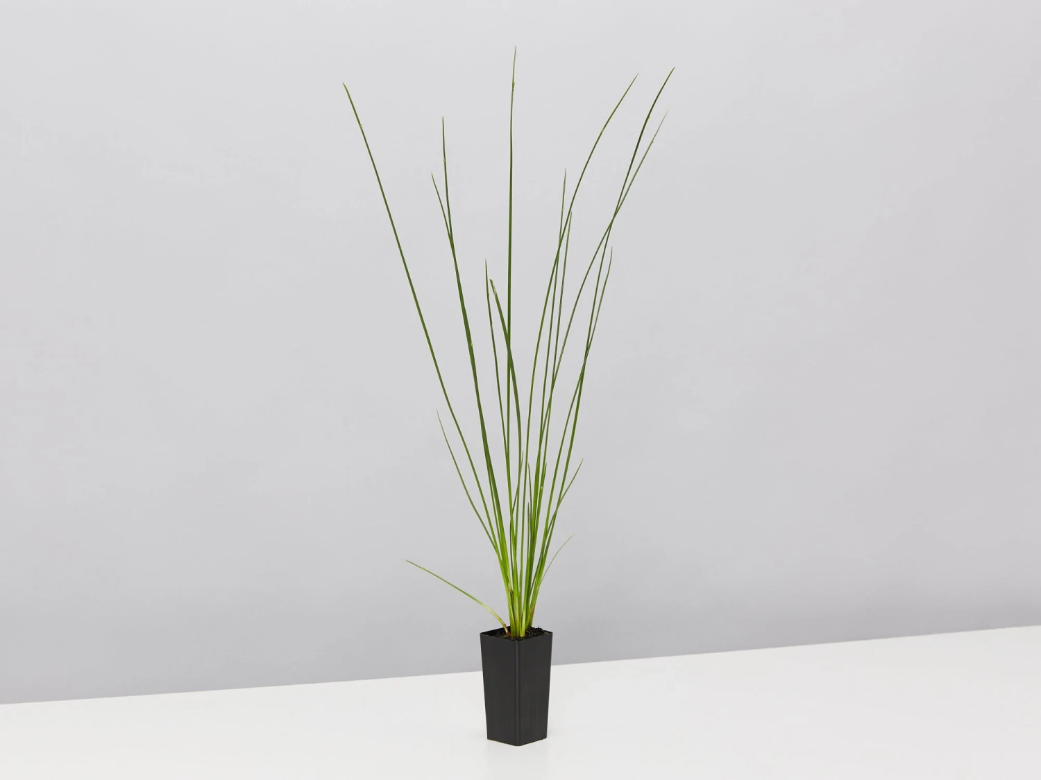 Isolepis (Ficinia) Nodosa - Image 3