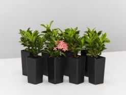 Ixora Dwarf Pink