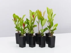 Ixora Prince Of Orange Medium Hedge Pack