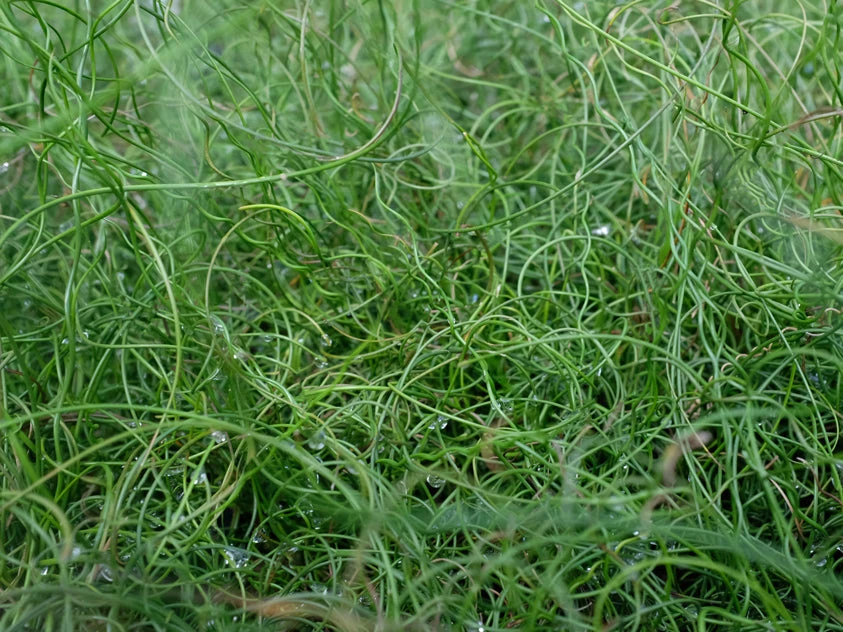 Juncus Effusus Spiralis - Image 2