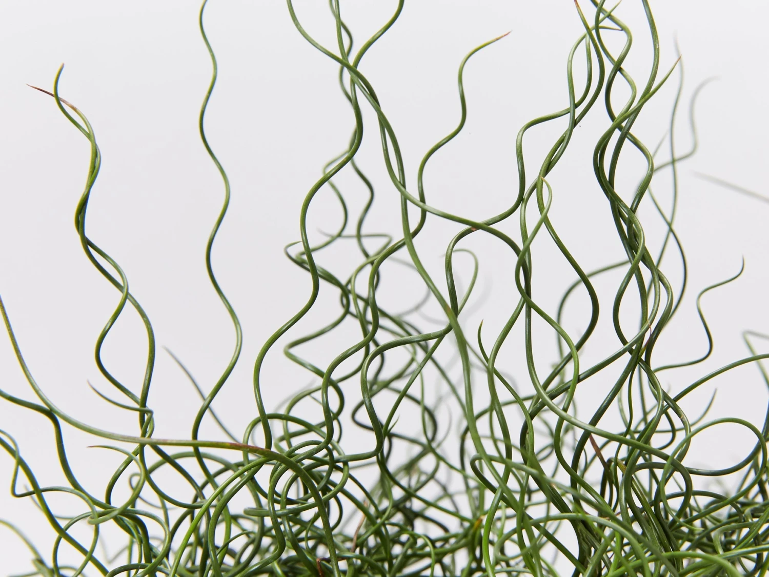 Juncus Effusus Spiralis - Image 3