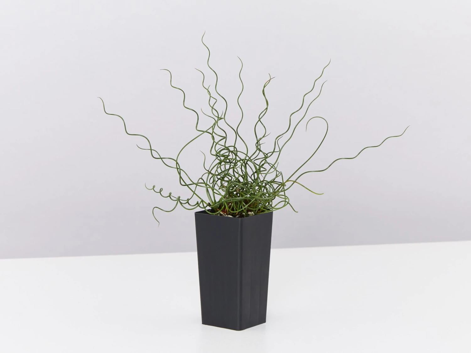 Juncus Effusus Spiralis - Image 4