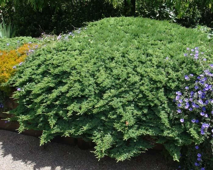 Juniperus Procumbens Nana - Image 2