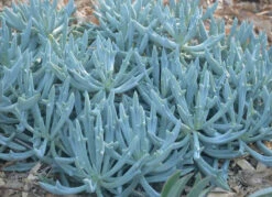 Senecio Trident Blue Succulent Pack