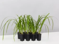 Lomandra Hystrix 'Tropic Cascade' Pbr