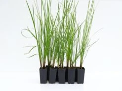 Frilly Lace™ Lomandra Multiflora ‘VER1’ Pbr