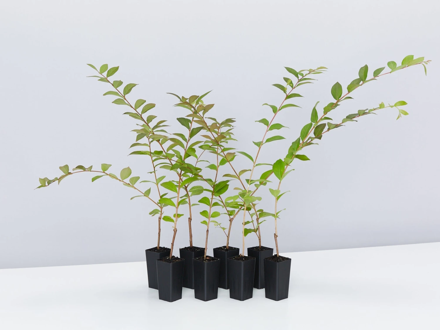 Crepe Myrtle (Lagerstroemia Acoma)