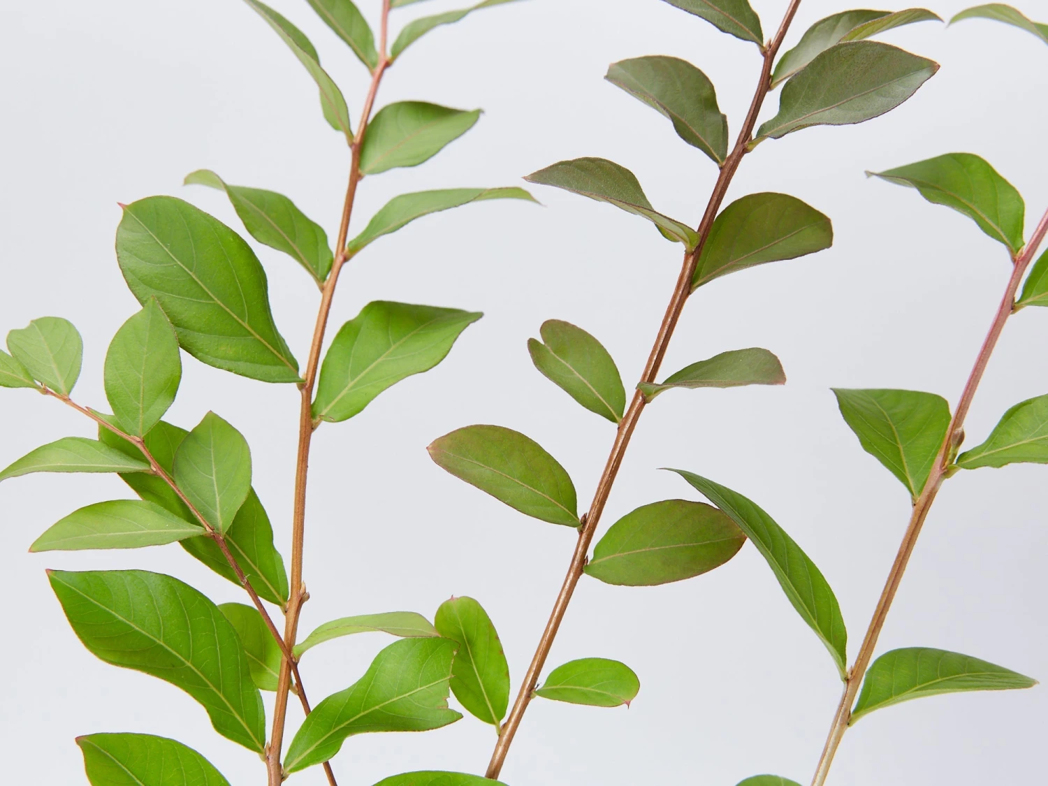 Crepe Myrtle (Lagerstroemia Acoma) - Image 3