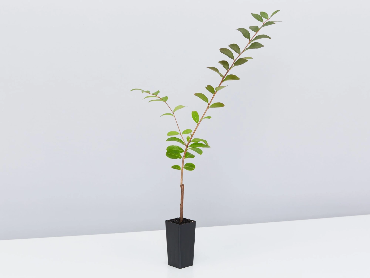 Crepe Myrtle (Lagerstroemia Acoma) - Image 4