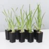 Lomandra Longifolia Mat Rush