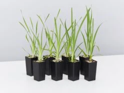 Lomandra Longifolia Mat Rush