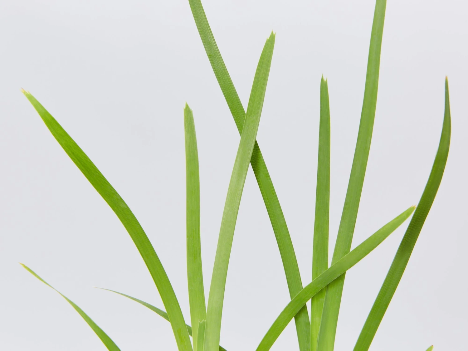 Lomandra Longifolia Mat Rush - Image 2