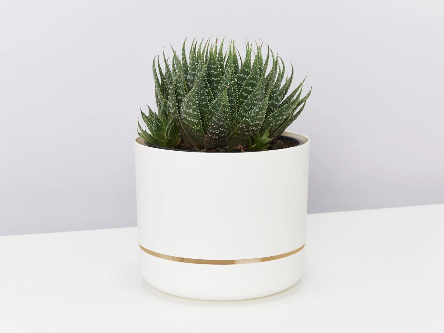 Succulent Planter In LECA Set - Image 4