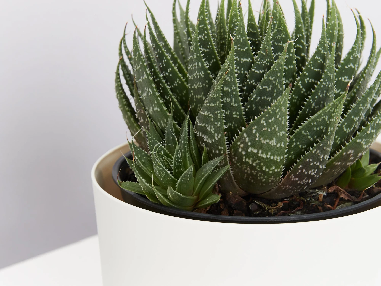 Succulent Planter In LECA Set - Image 6
