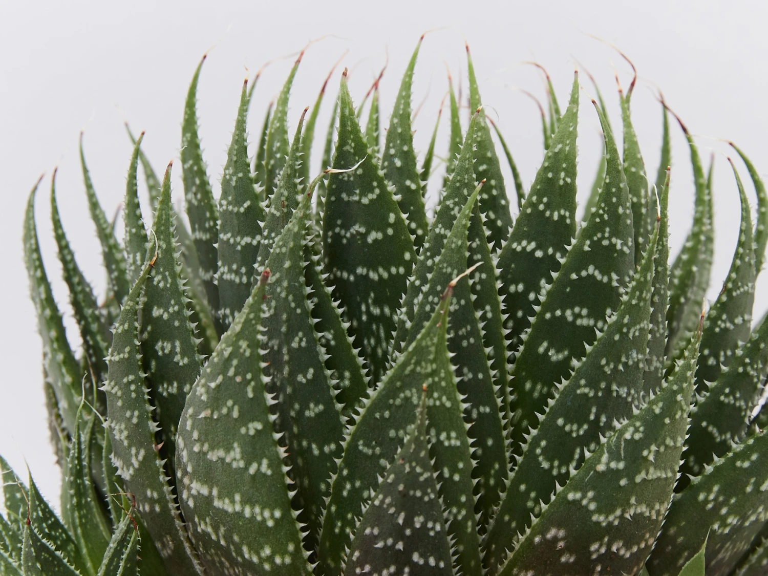 Succulent Planter In LECA Set - Image 5