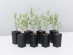 Lavender Frenchette “Lavandula Dentata”