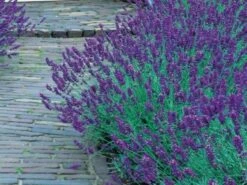 Lavender Munstead Dwarf