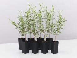 Leptospermum Brachyandrum Silver