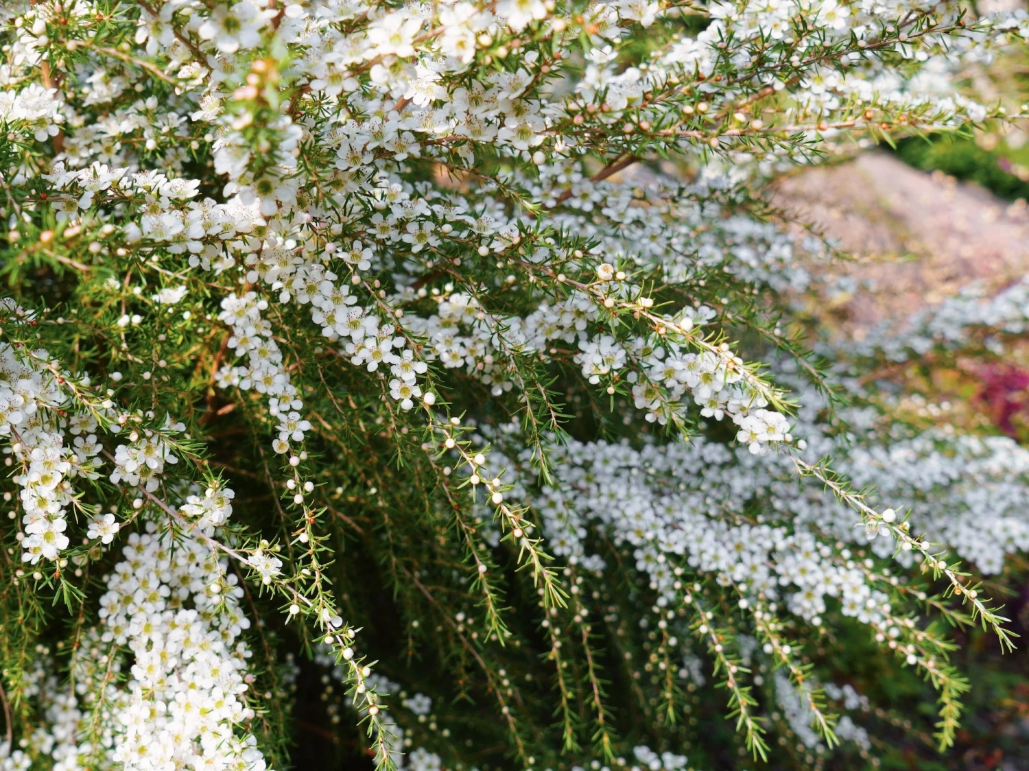 Leptospermum Cardwell