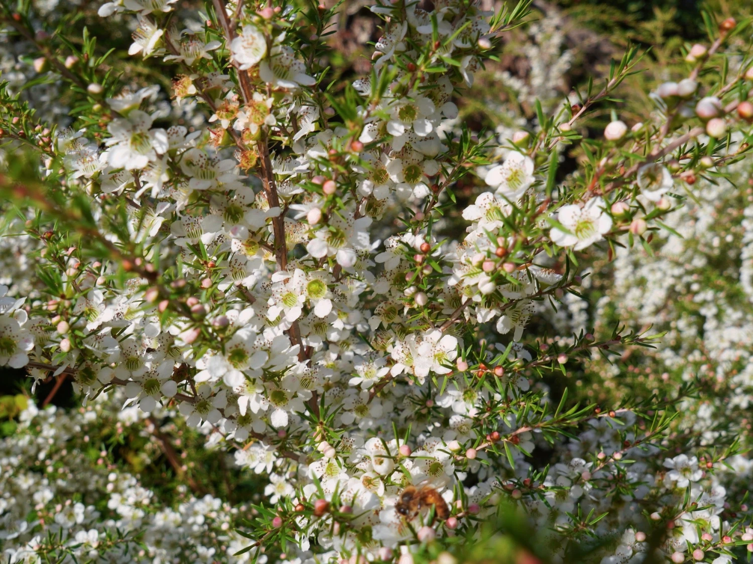 Leptospermum Cardwell - Image 3