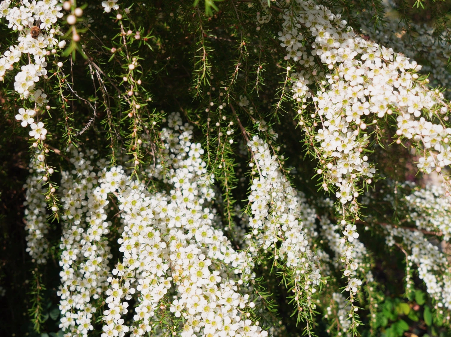 Leptospermum Cardwell - Image 6