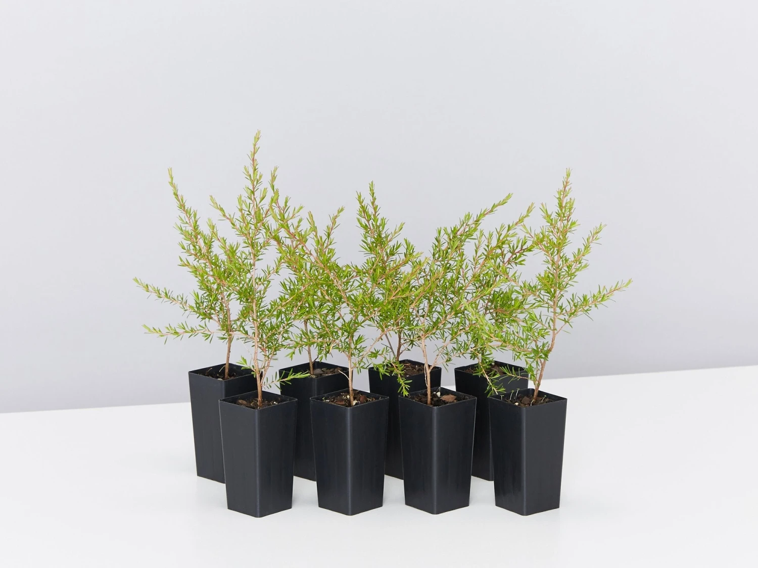 Leptospermum Cardwell - Image 2