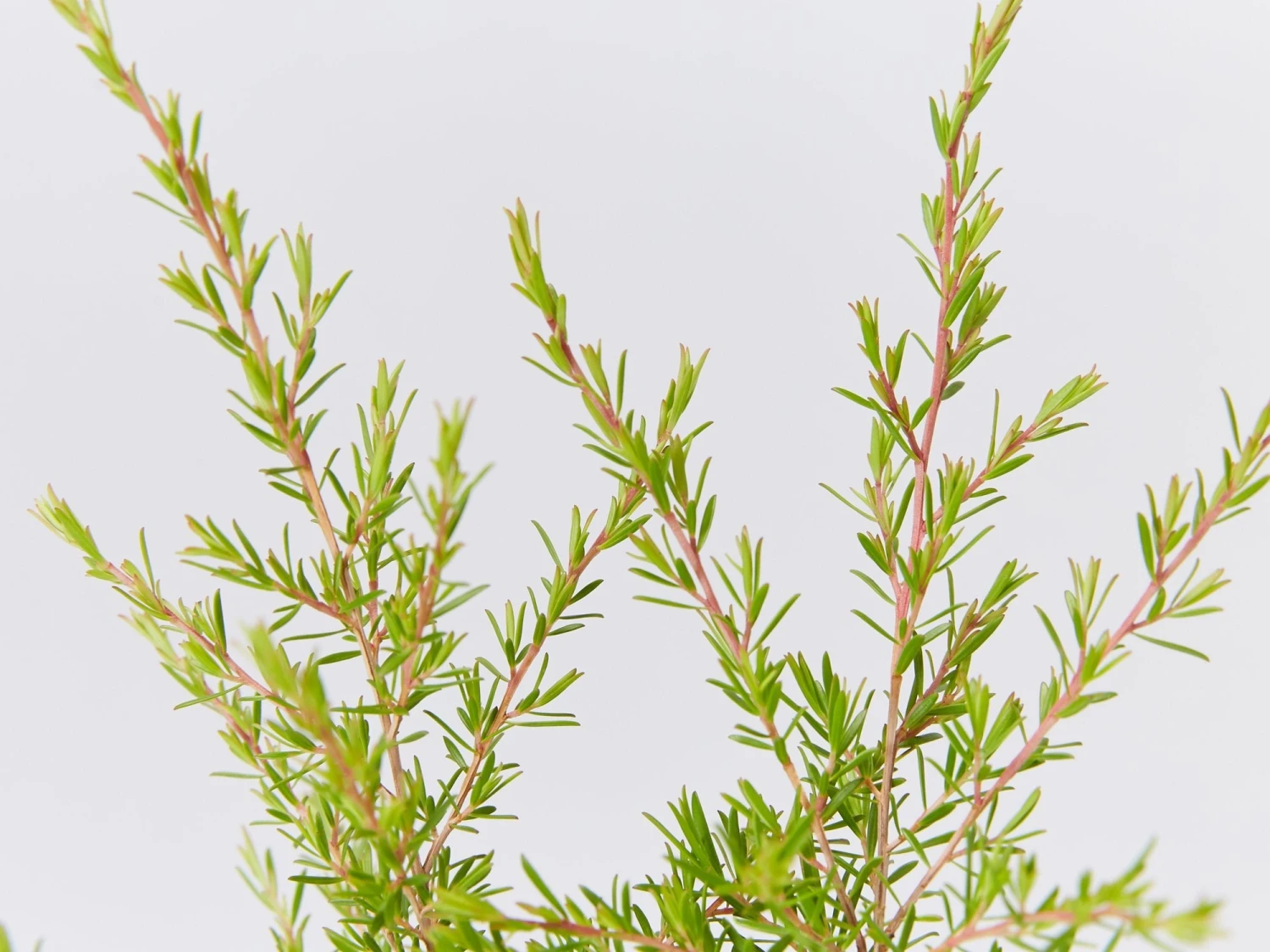 Leptospermum Cardwell - Image 4