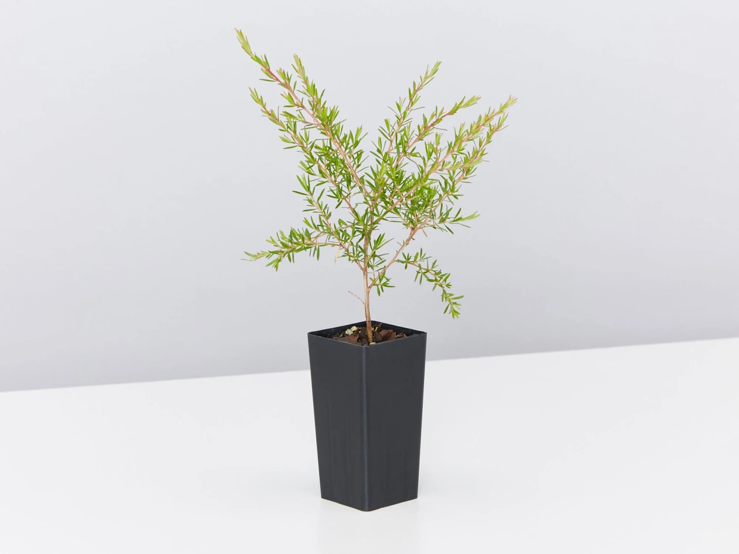 Leptospermum Cardwell - Image 5